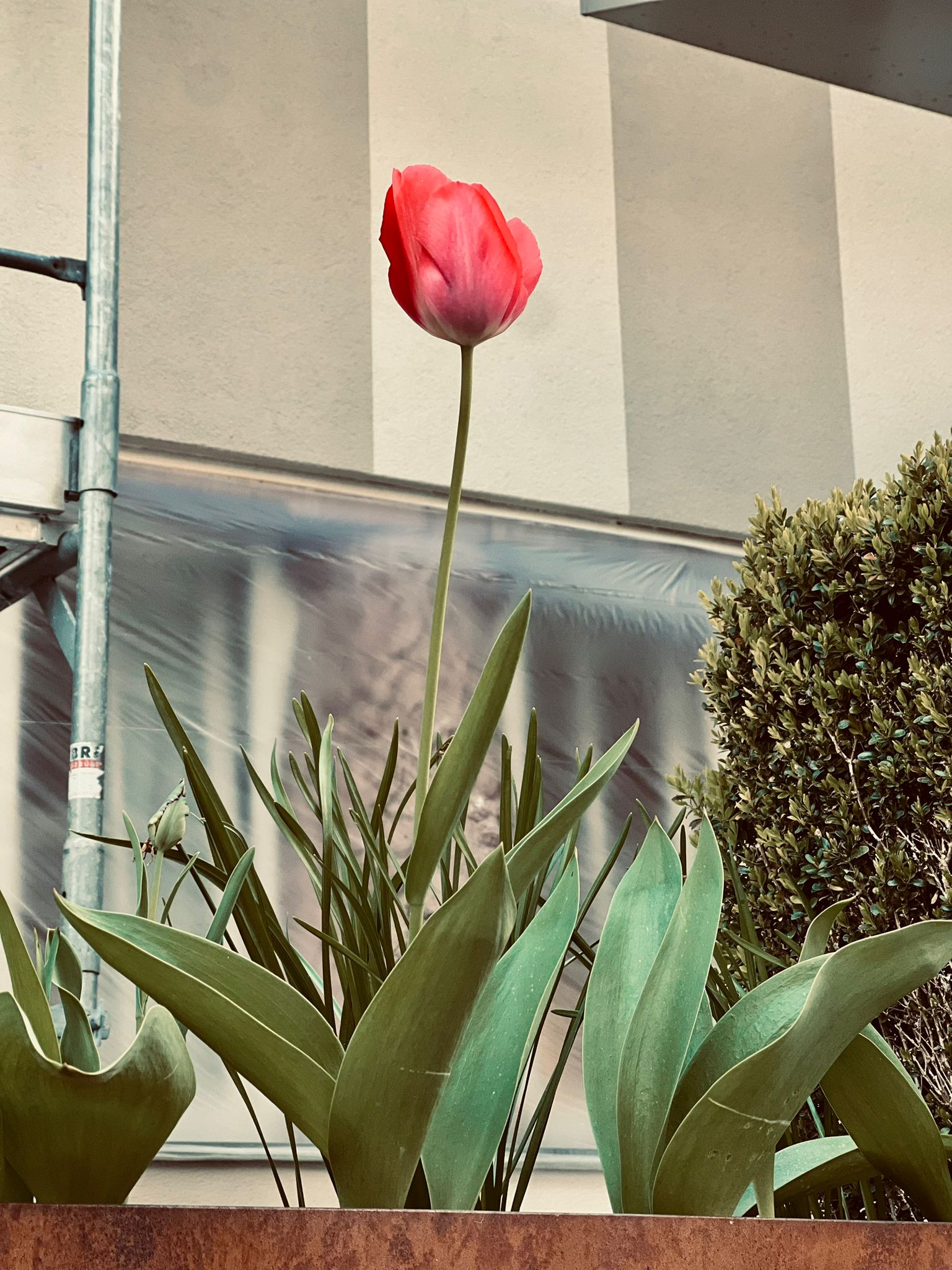 MA.MA Detail — Tulpe im Garten